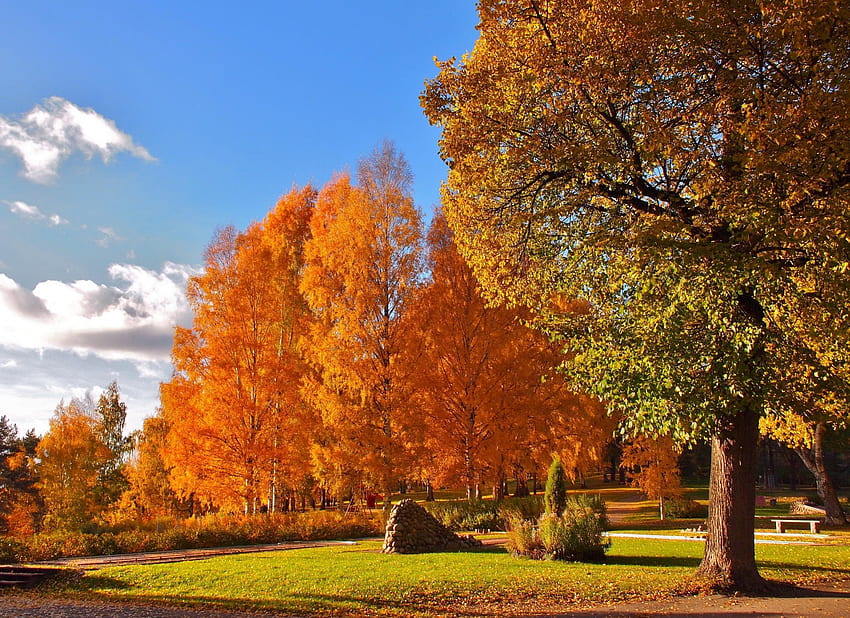 outubro, colorida, brilho, cores, bom, reflexão, brilho, outono, dourado, cair, bonita, árvore, caindo, sai, espelhado, bonita, ramos, natureza, adorável, folhagem papel de parede HD