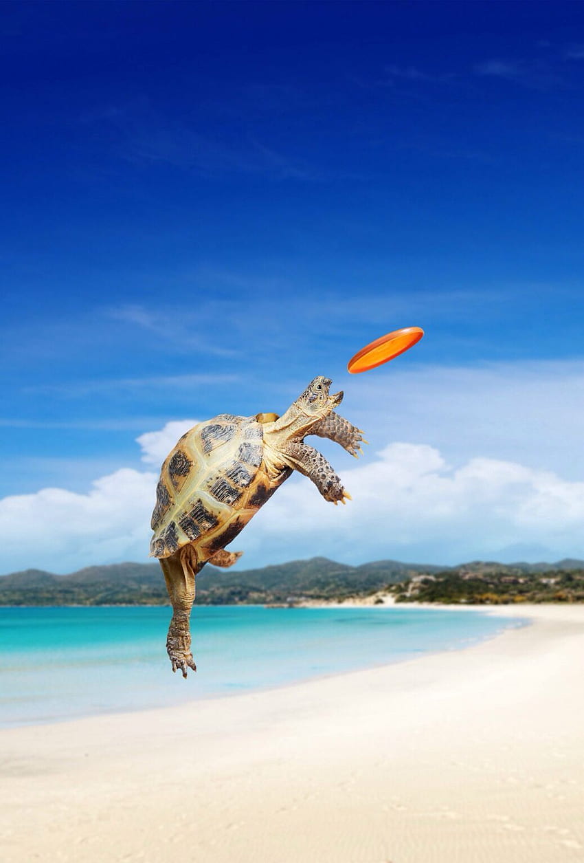 Tortuga atrapando un frisbee en una playa Ios 7 - Divertido fondo de pantalla del teléfono