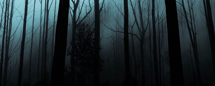 hutan, kabut, pohon, suram, latar belakang monitor ultrawide malam, Malam Berkabut Gelap Wallpaper HD