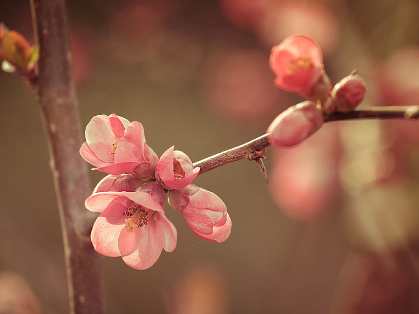 Nature, Flower, Bloom, Flowering, Spring HD wallpaper