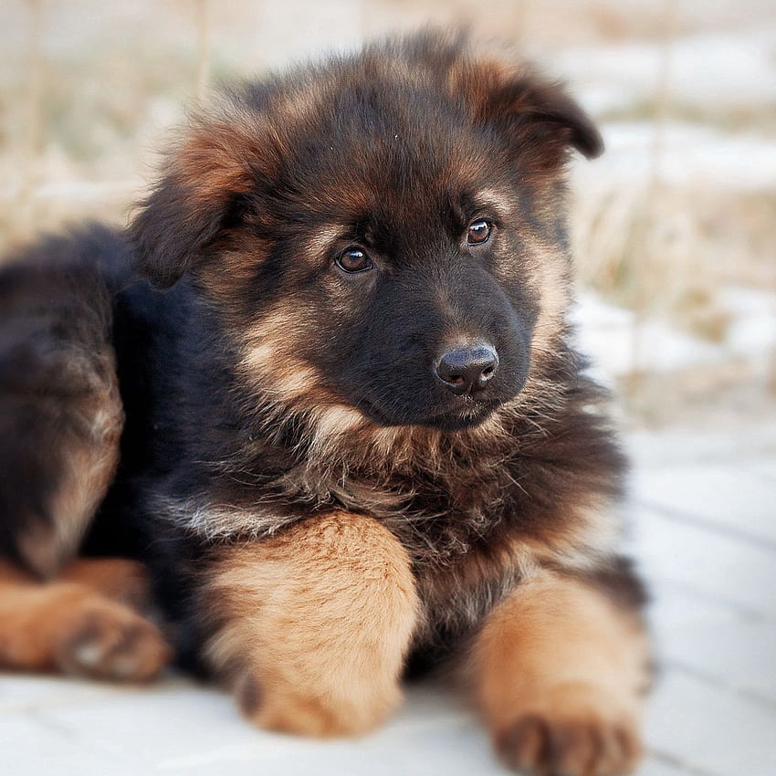 German shepherd, dog, puppy, cute ipad, ipad 2, ipad mini for parallax ...