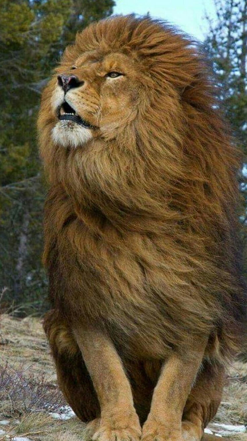 Piękne zwierzęta, Majestatyczny Lew Tapeta na telefon HD