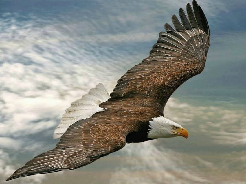 Flying Eagle One Background [] pour votre mobile et votre tablette. Explorez Flying Eagle. Aigle royal , Pygargue à tête blanche , Aigles de Philadelphie , Aigle volant Fond d'écran HD