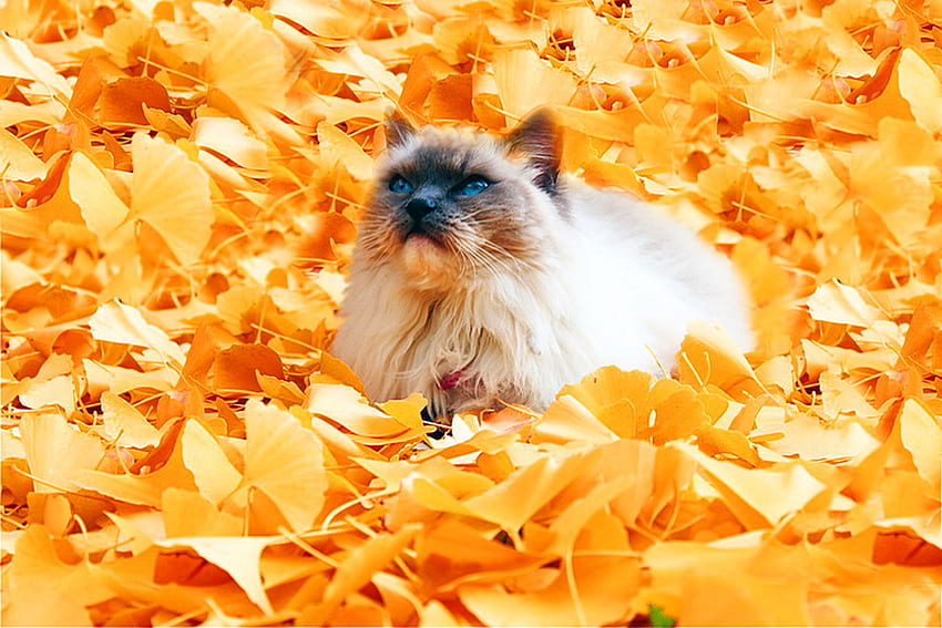 Golden carpet, leaves, yellow, autumn, cat, gold HD wallpaper