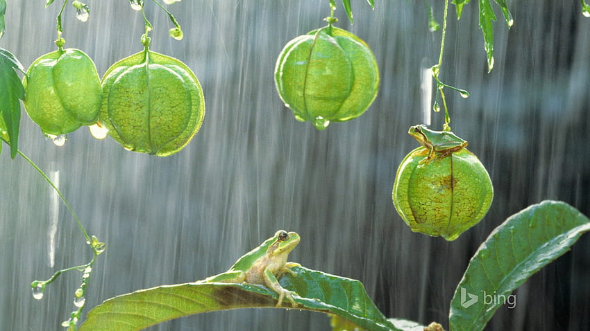 Rain Frog 2015 Bing Theme Preview HD wallpaper
