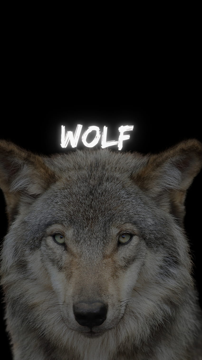 Lobo, hombre lobo, animal, animal salvaje fondo de pantalla del teléfono |  Pxfuel