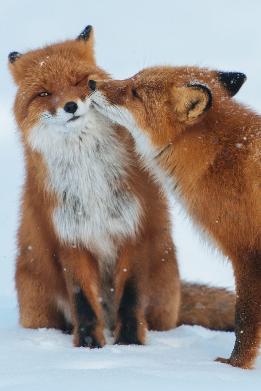 Red Fox Romantic Love iPhone - 2021 3D iPhone , Black and Red Fox HD phone wallpaper