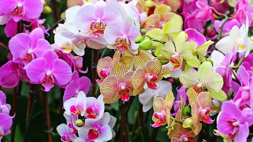 White Orchid ., Orchid Garden HD wallpaper