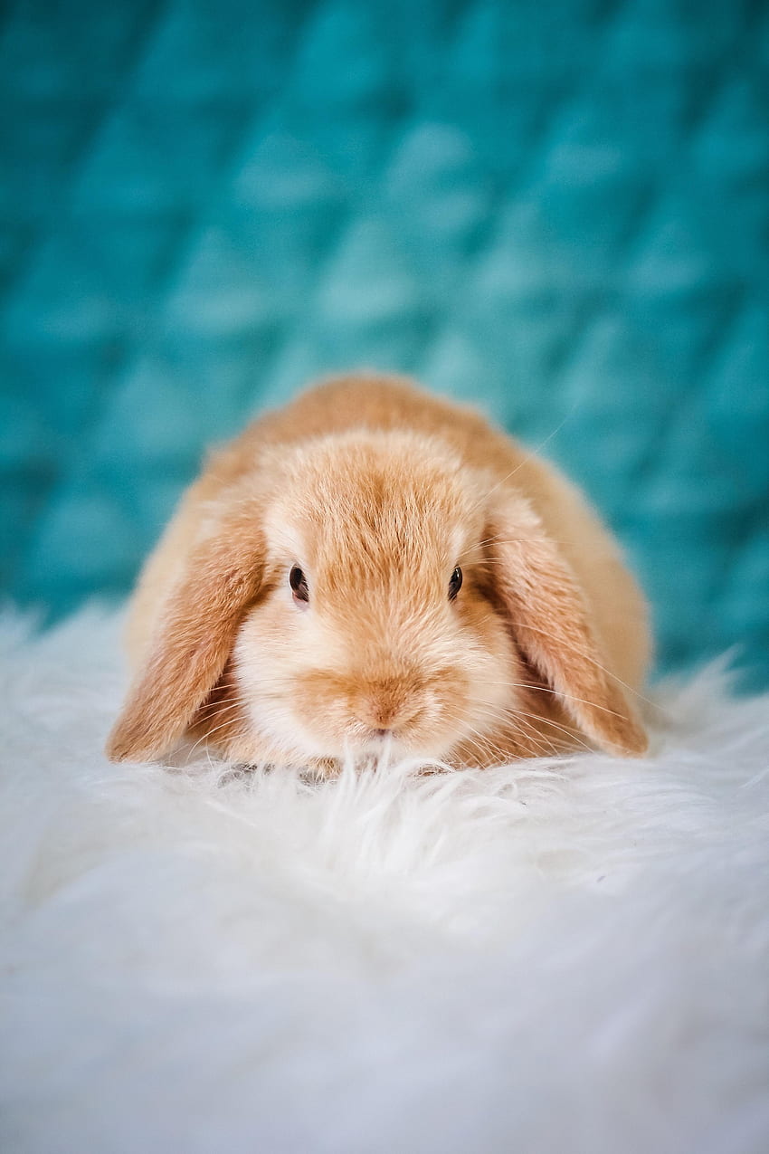 Animals, Fluffy, Pet, Nice, Sweetheart, Rabbit HD phone wallpaper