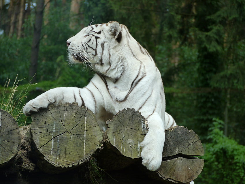 Животни, Хищник, Бял тигър, Бенгалски тигър HD тапет