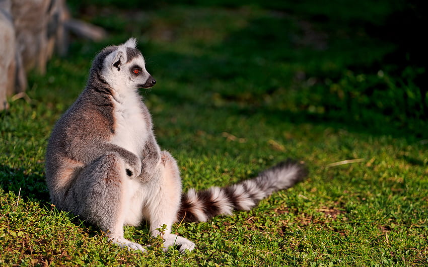Lemur, animal, primate, cute, beautiful, grass, wonderful, ground, nice,  sitting, pretty, madagascar, adorable, amazing, forest, stunning HD  wallpaper | Pxfuel