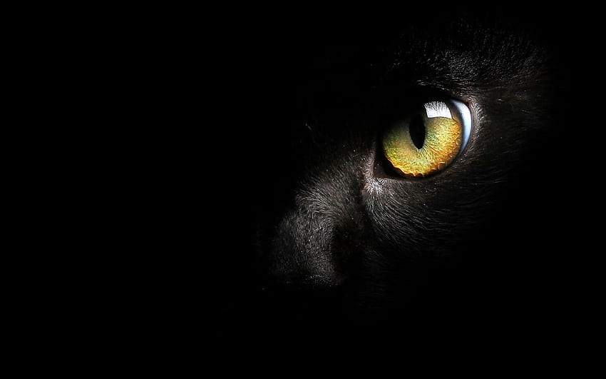 PC gato preto, lindo gato escuro papel de parede HD