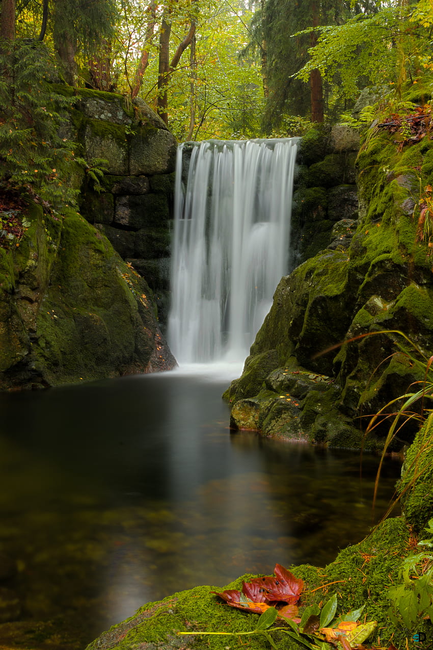 Plants, Nature, Water, Leaves, Waterfall, Moss HD phone wallpaper