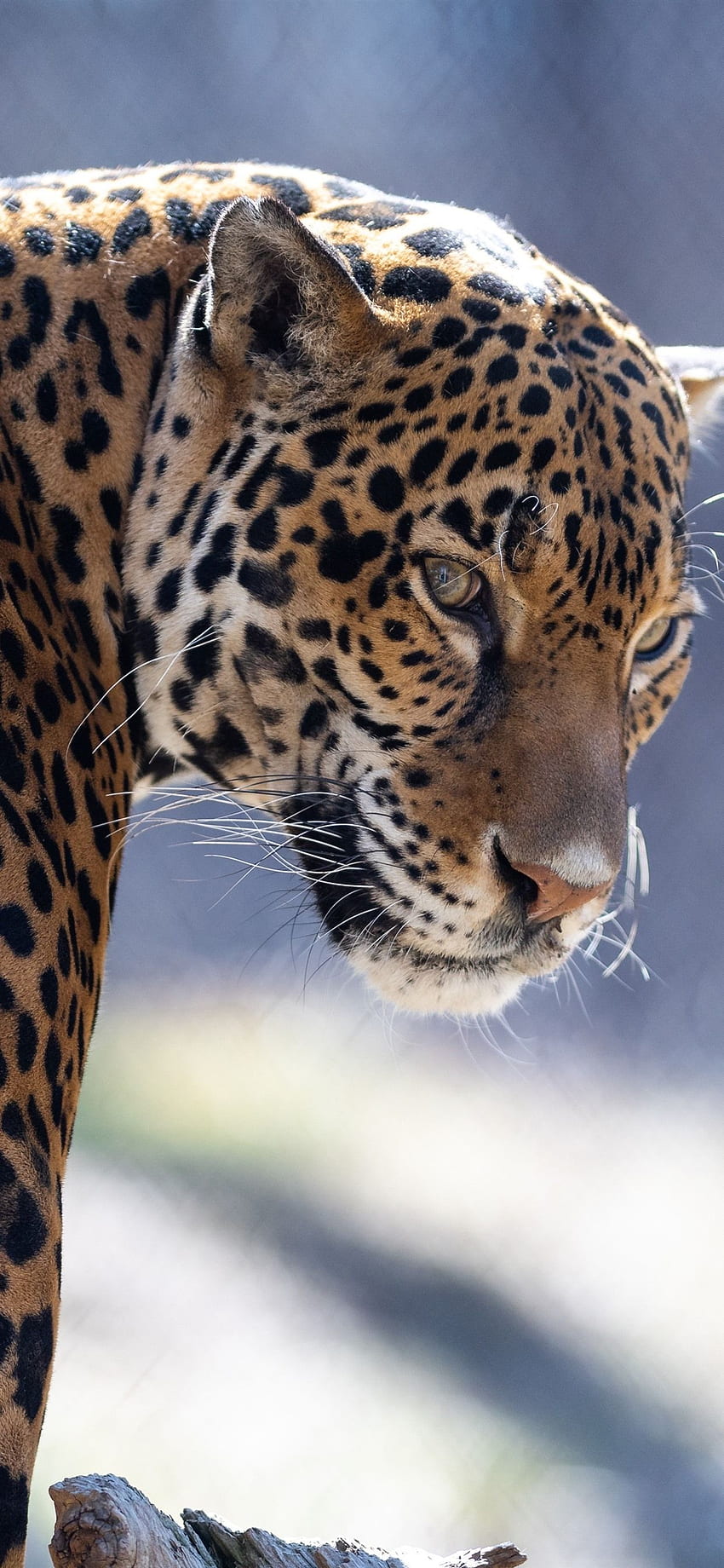 Animal de zoológico para iPhone, Jaguar, Look Back - Leopard iPhone Xs Max, Animais de zoológico Papel de parede de celular HD