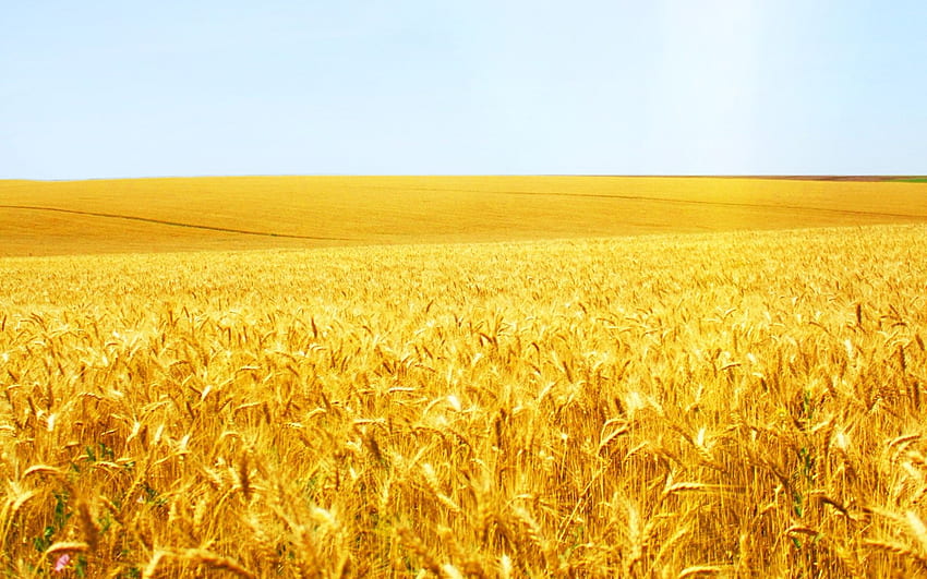 Wheat Field HD wallpaper
