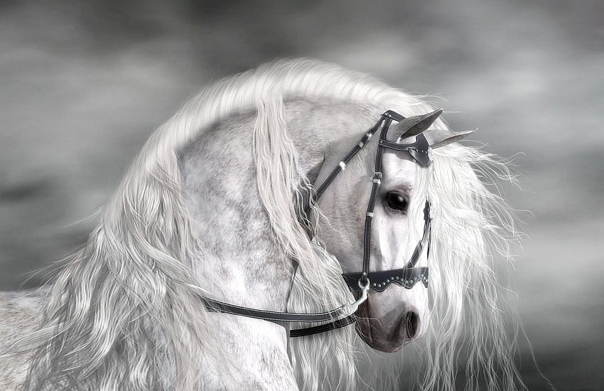 *** White Horse ***, caballos, blanco, hors, animales fondo de pantalla