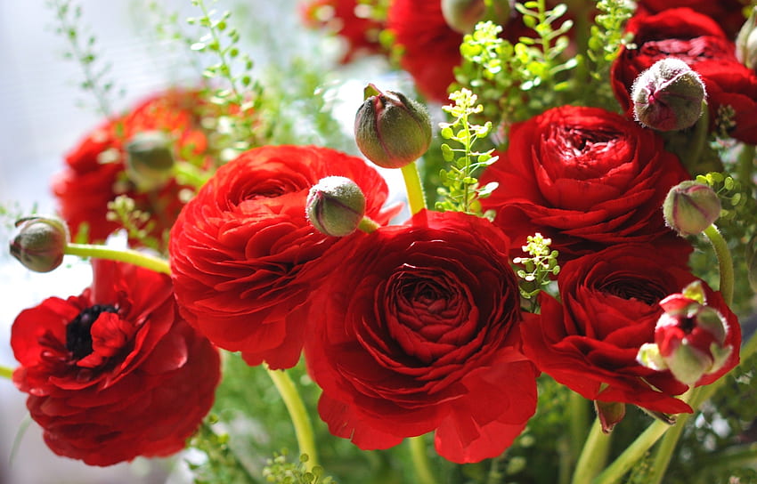 Asya düğünçiçekleri, Buttercup, Buket, Ranunculus, Kırmızı HD duvar kağıdı