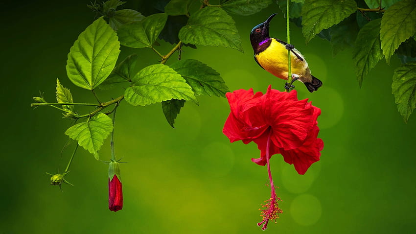 Bird, yellow, green, red, flower, nature, pasari, hibiscus HD wallpaper