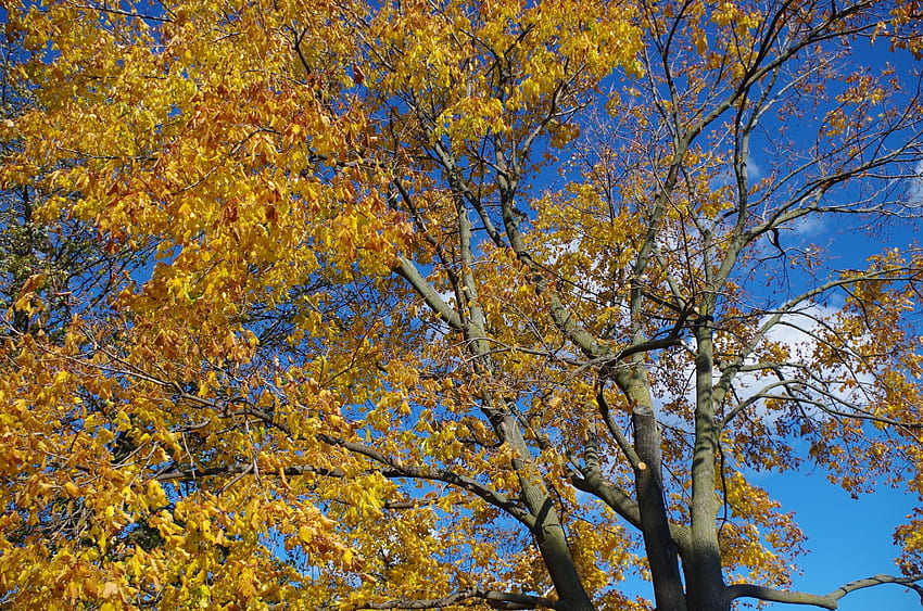 Autumn trees, trees, autumn, sky, leaves HD wallpaper