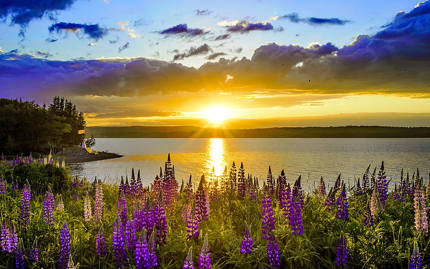 Australian scenery, Australia, beautiful, lake, wildflowers, scenery, reflection, clouds, lupine, sun, sunset HD wallpaper
