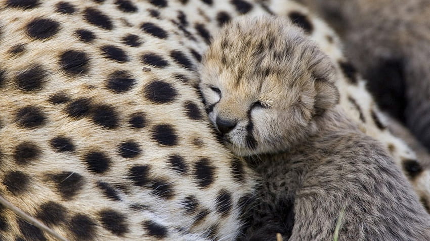 baby leopard, baby, leopard, animals, little HD wallpaper