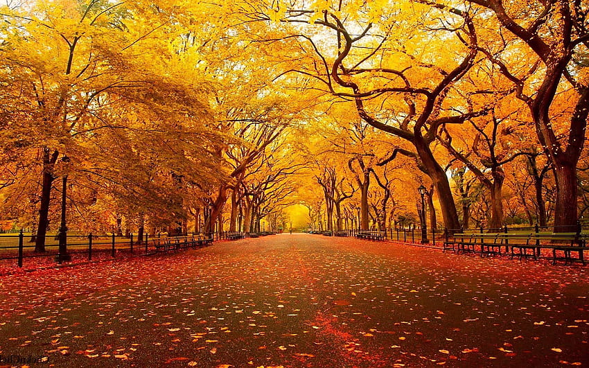 Cool fall backgrounds HD wallpapers | Pxfuel