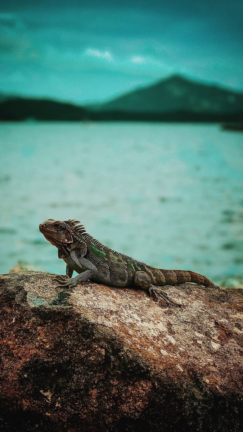 See my collection of amazing iPhone and android reptile and background in - Get instant access. Wild animals graphy, Animals, Reptiles HD phone wallpaper
