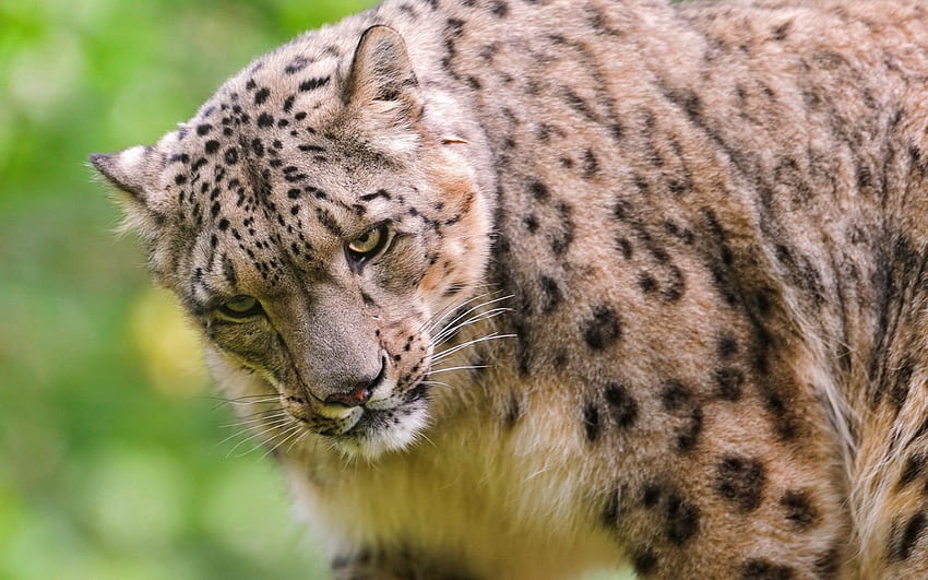 Animali, Leopardo delle nevi, Muso, Predatore, Irbis Sfondo HD
