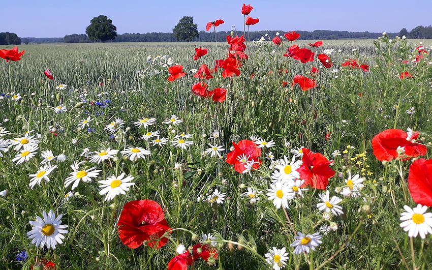 Meadow by Cornfield, poppies, Latvia, meadow, daisies, cornfield HD wallpaper