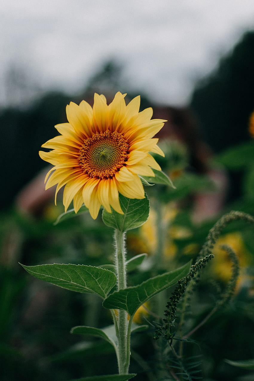 Flowers, Summer, Flower, Field, Sunflower HD phone wallpaper