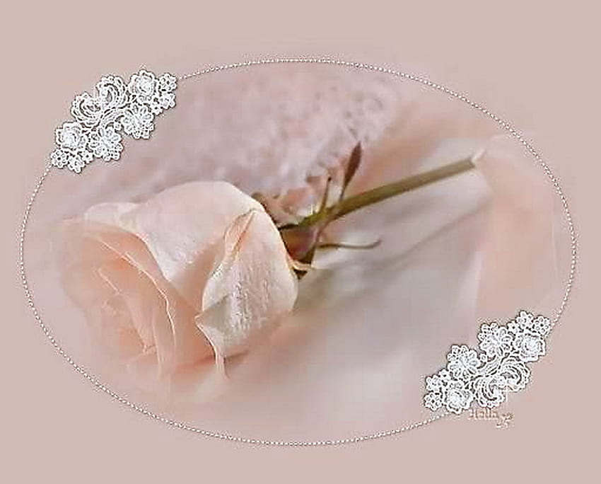A rose for Milly, rose, pink, stem, single, lace HD wallpaper