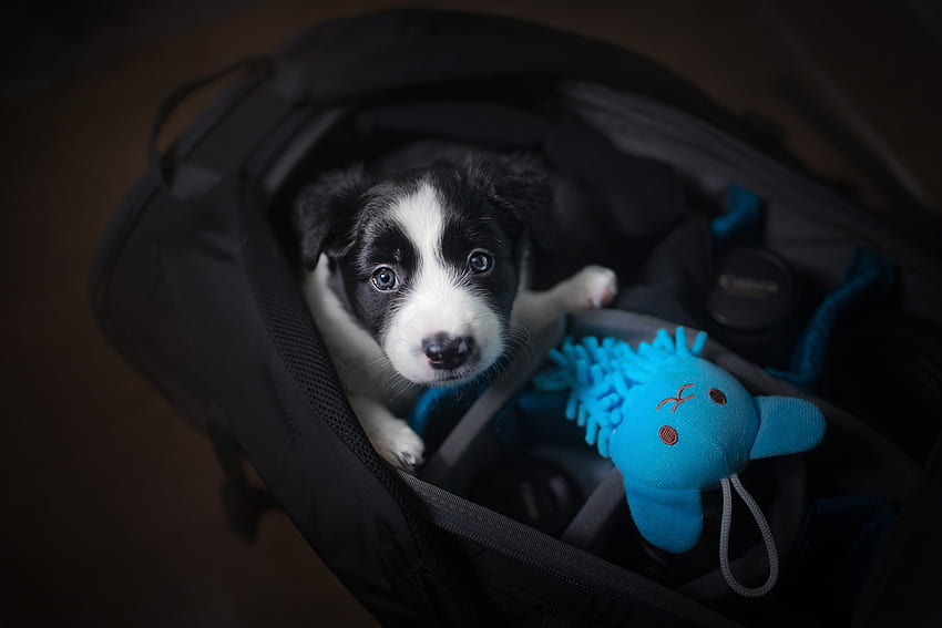 Me and my friend, border collie, caine, sweet, dog, blue, toy, animal, white, black, bag, cute, puppy HD wallpaper