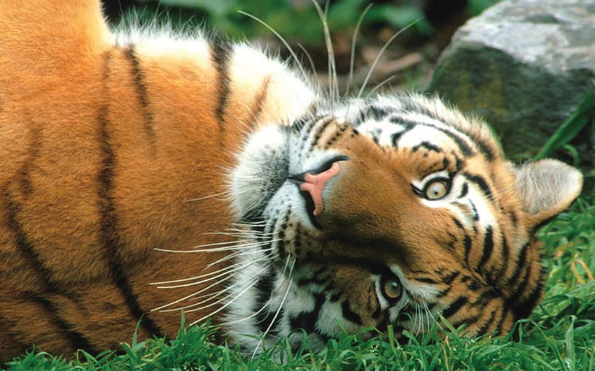 Animals, Striped, Predator, Big Cat, Tiger HD wallpaper