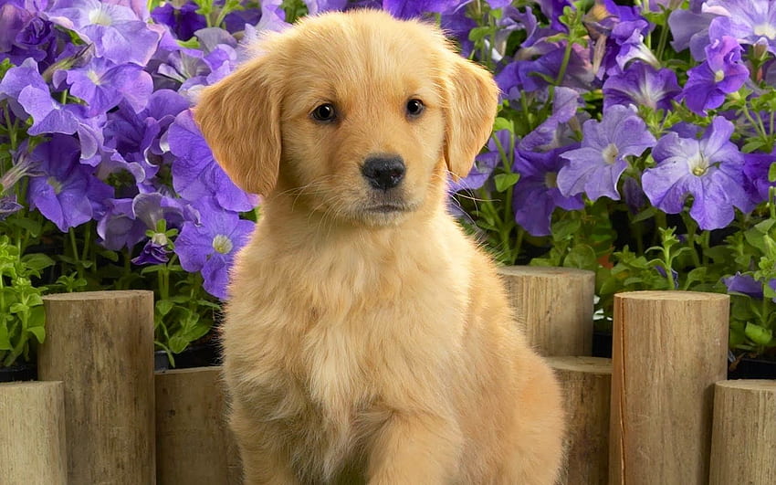 Cute Golden Labrador Puppies - & Background, Baby Golden Retriever HD wallpaper