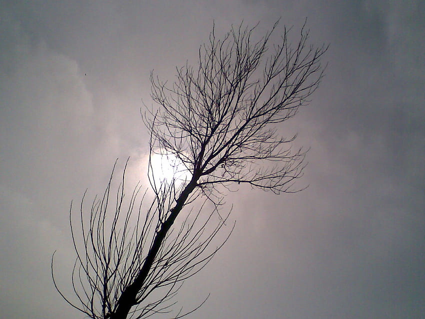einsamkeit, herbst.., winter, bäume, herbst, einsamkeit HD-Hintergrundbild