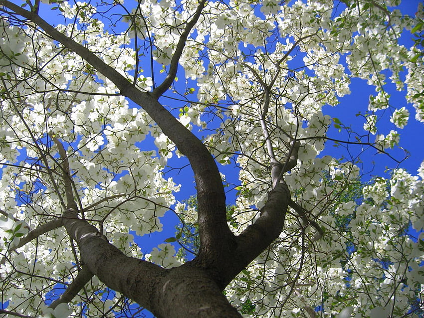 Пролетни цветя природа за около, Дрян Цвете HD тапет