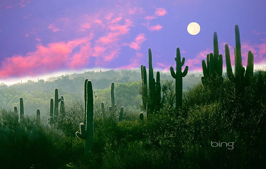the moon, desert, AZ, USA, Saguaro, cactus night, Arizona Cactus HD wallpaper