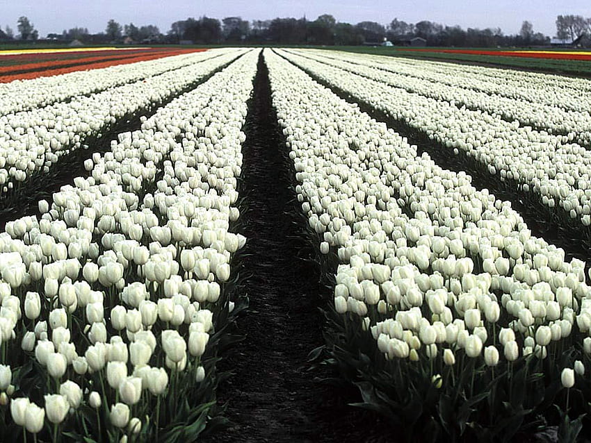 white tulips, white, field, flowers, tulips, spring HD wallpaper