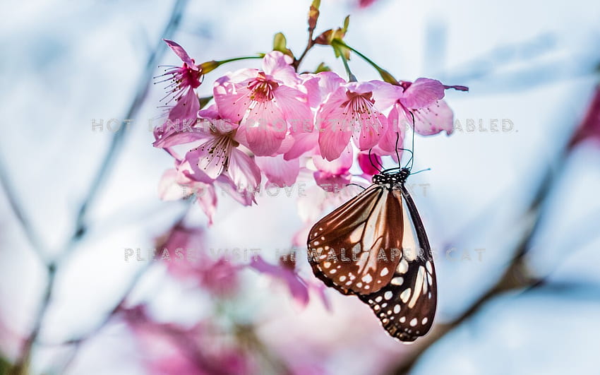 butterfly on cherry blossom bloom pink twig HD wallpaper