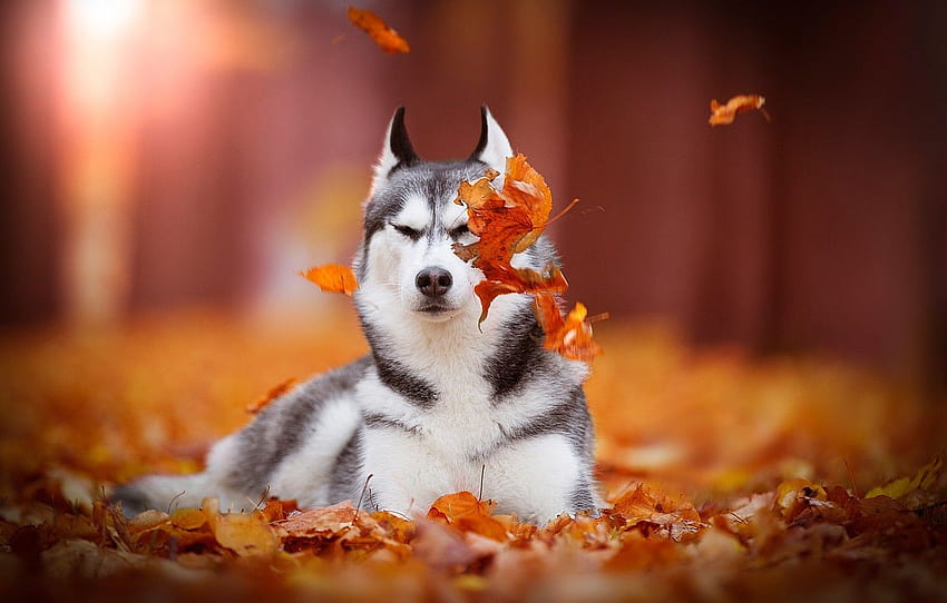 otoño, hojas, perro, bokeh, Siberian Husky para, sección собаки, Fall Dog fondo de pantalla
