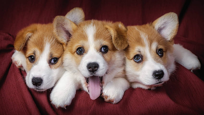 welsh corgi, puppies, dogs 1440P Resolution , Animals , , and Background HD wallpaper
