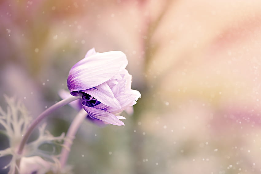 Blumen, Blume, Knospe, Unschärfe, glatt, Anemone, Anemonastrum HD-Hintergrundbild