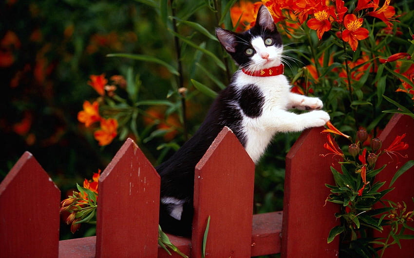 Animals, Flowers, Cat, Fence, Climb, Collar HD wallpaper
