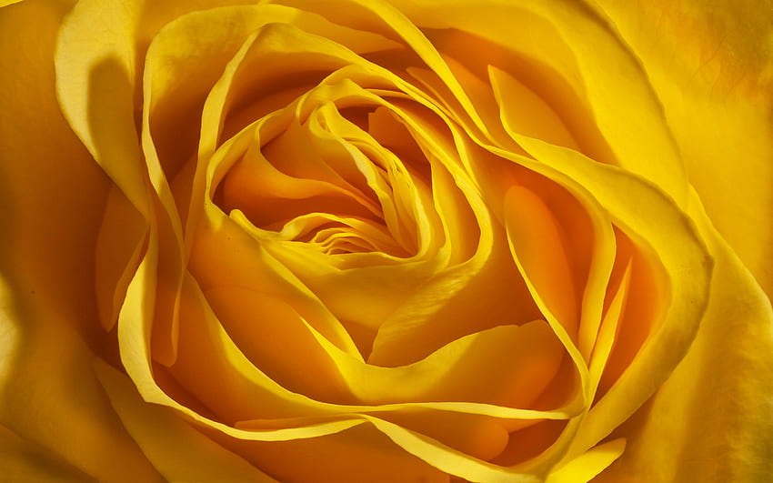 żółty pączek róży, pąki róży tło, żółte róże, róże tło, żółte tło kwiatowe dla rozdzielczości. Wysokiej jakości, estetyczna żółta róża Tapeta HD