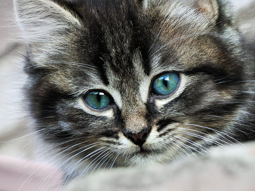 สัตว์ คิตตี้ ลูกแมว ตาขาด ๆ หาย ๆ ด่าง ๆ สี วอลล์เปเปอร์ HD