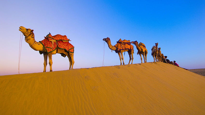 Раджастанска камила в пустинята - пустинна камила Тар, пустиня Дубай HD тапет