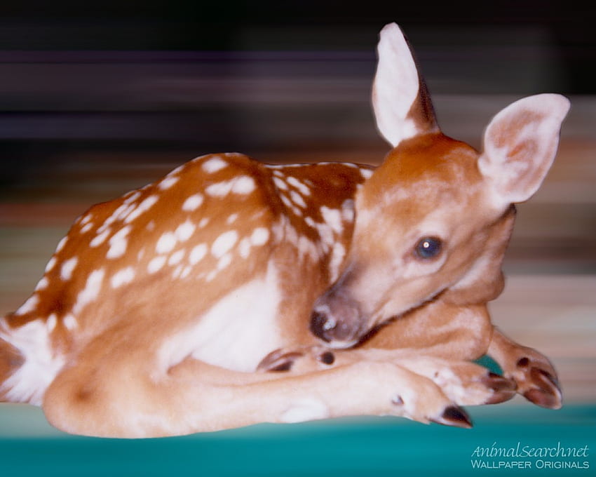 Snoozing Fawn, bucks, baby deer, deer, animals, nature, sleepy animals HD wallpaper