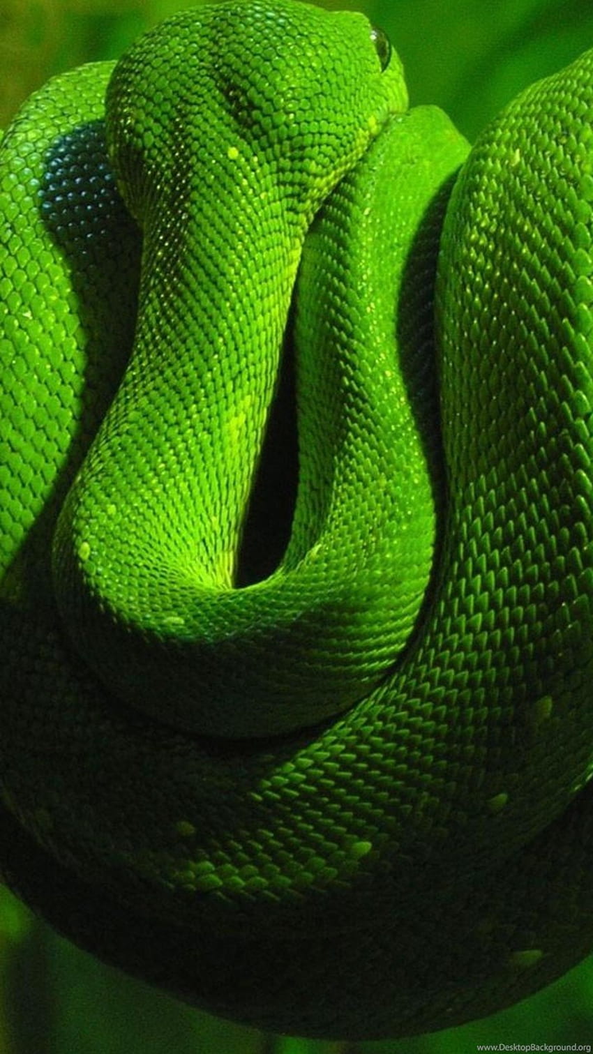 Green Python Snake Wallpaper  iPhone Wallpapers  iPhone Wallpapers