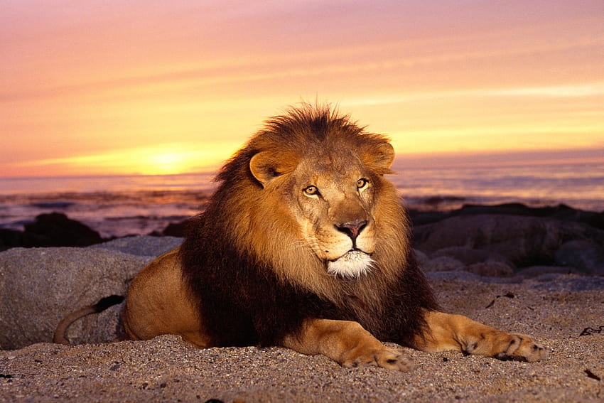 Animals, Sunset, To Lie Down, Lie, Lion, Predator, Mane, King Of Beasts, King Of The Beasts, Calmness, Tranquillity HD wallpaper