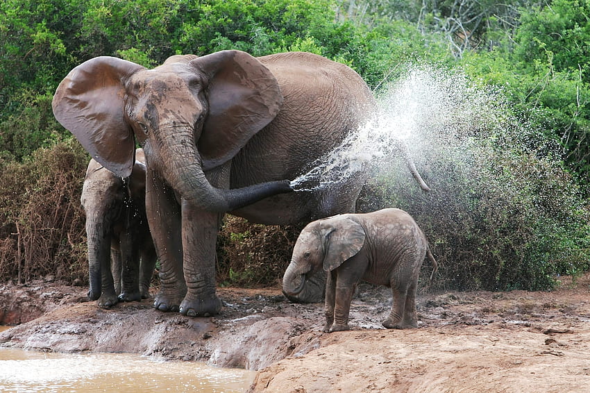 animales, agua, elefantes, hembra, baño fondo de pantalla